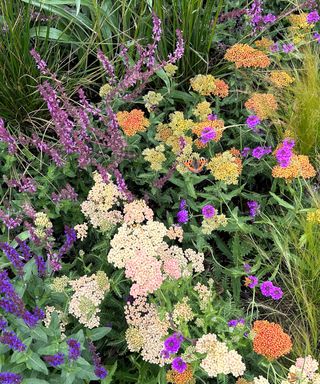 naturalistic planting with butterfly