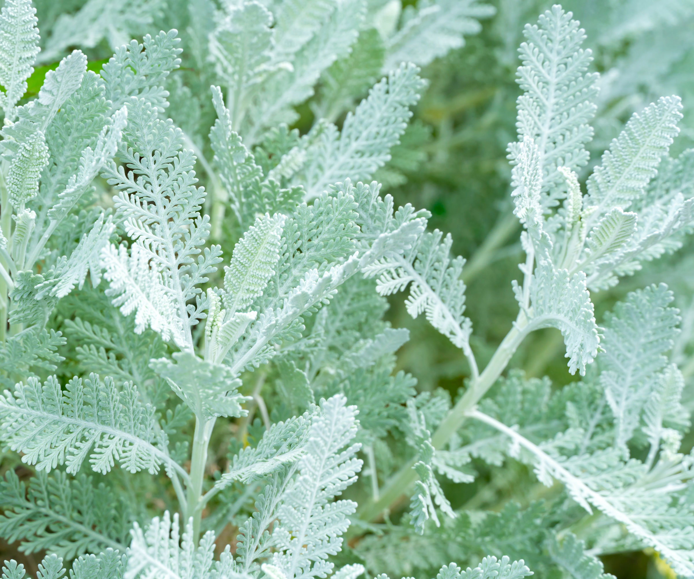 silver miller plants with shimmering foliage