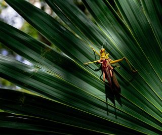 A large brown cricket on a fan palm leaf outside