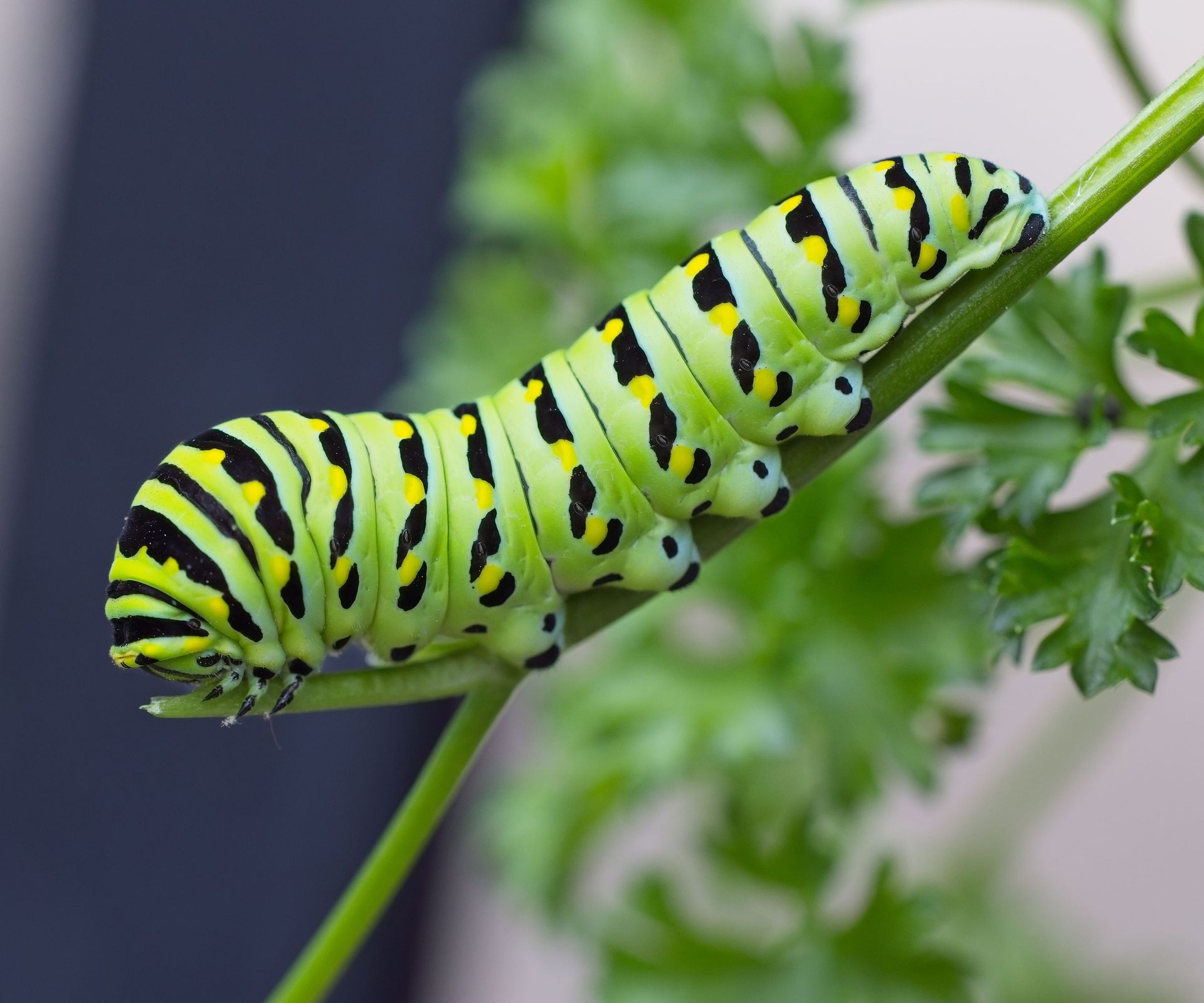 swallowtail caterpillar on parsley plant
