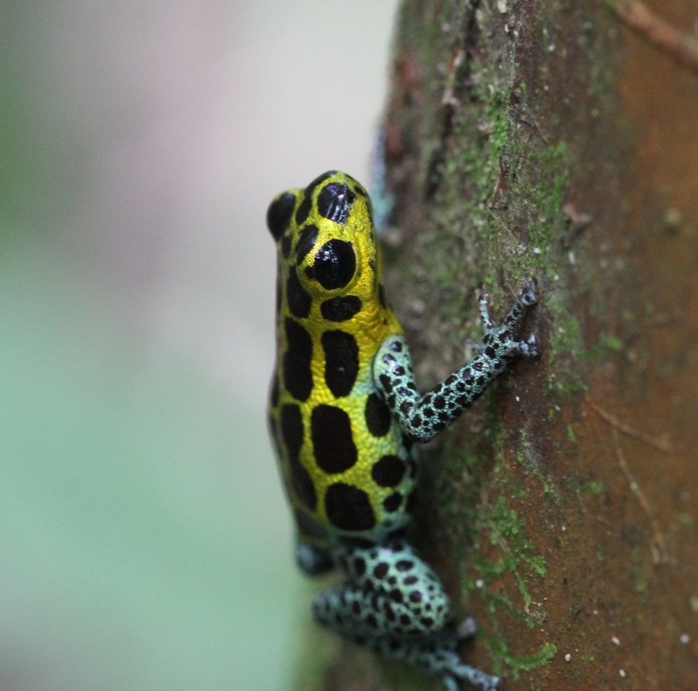 R. imitator, a poison dart frog.