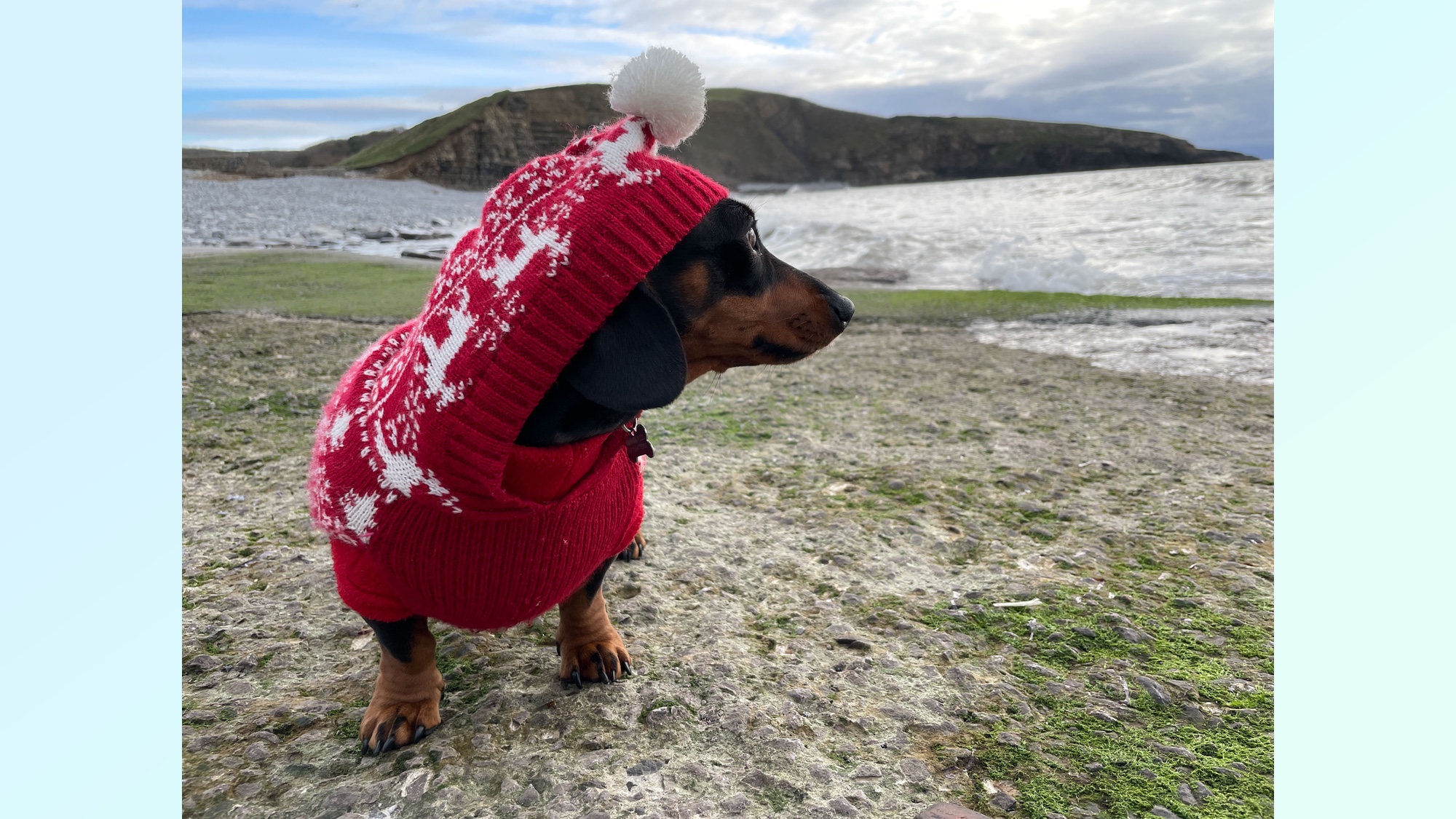 Pet shot at an angle in holiday wrapper