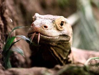 Komodo dragon lizards may have weak bites, but their powerful throat muscles and razor-sharp teeth make up for their dainty chomp.