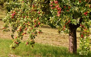The first apples grown in North America were planted by European settlers in the Massachusetts Bay Colony.