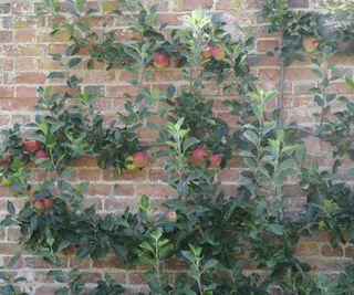 Red apples on an espalier tree against a wall