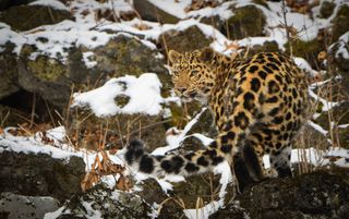 remembering leopards image 10
