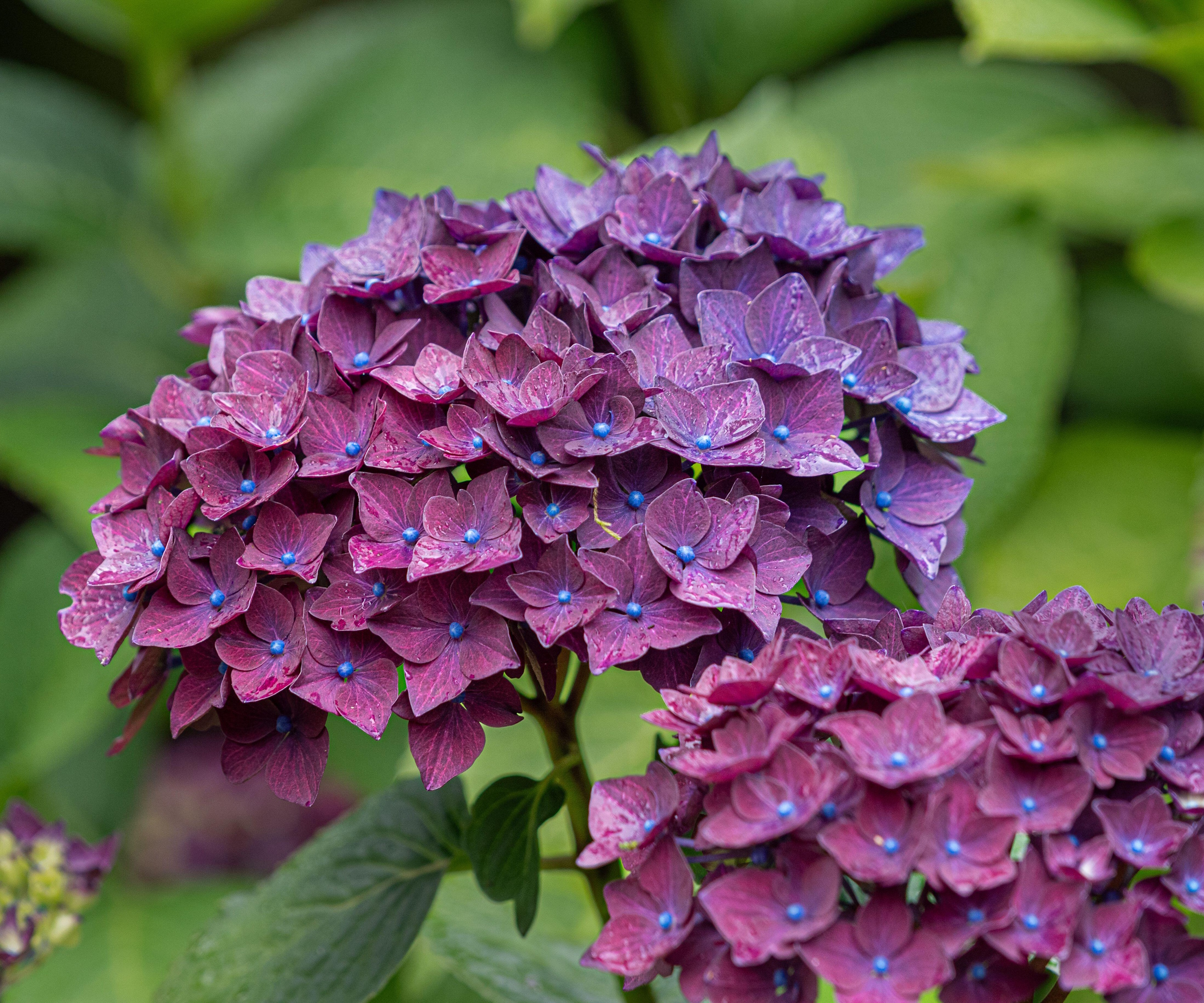 Purple hydrangea flowers