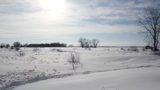 A view of a snowy landscape with a few bare trees