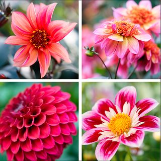 colourful flowers with pink roses and dahlias