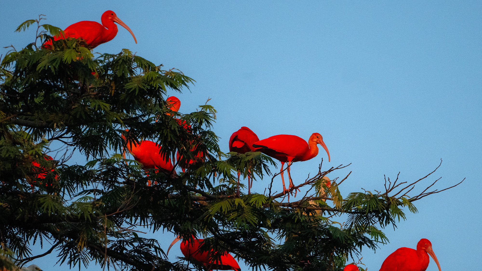 Scarlet ibises stand on a tree in a heronry in Cumaral, Colombia