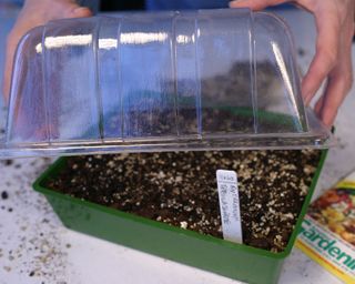 Adding a lid to a tray of snapdragon seeds