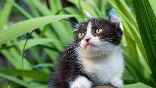 Kinkalow cat sitting in the grass