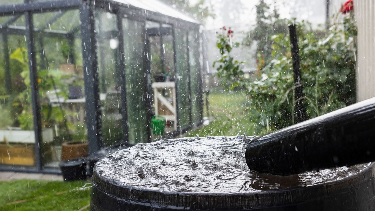 A waterbutt collecting rain in a garden