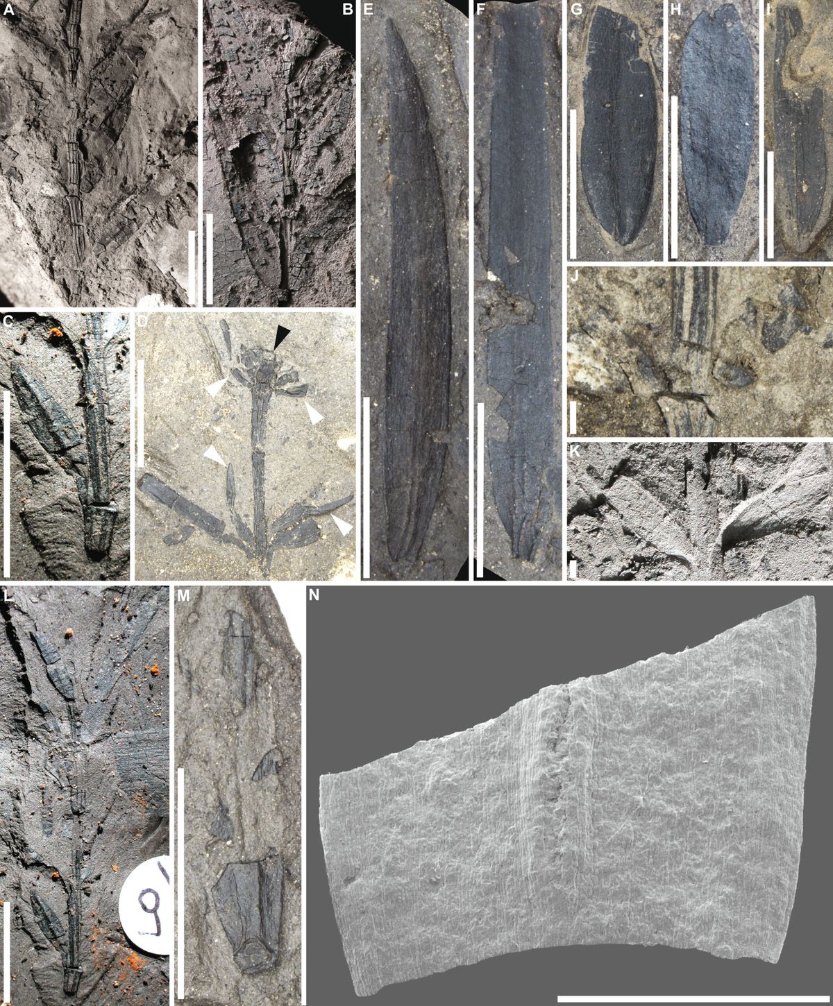 Fossils from lush 53 millionyearold South Pole rainforest discovered
