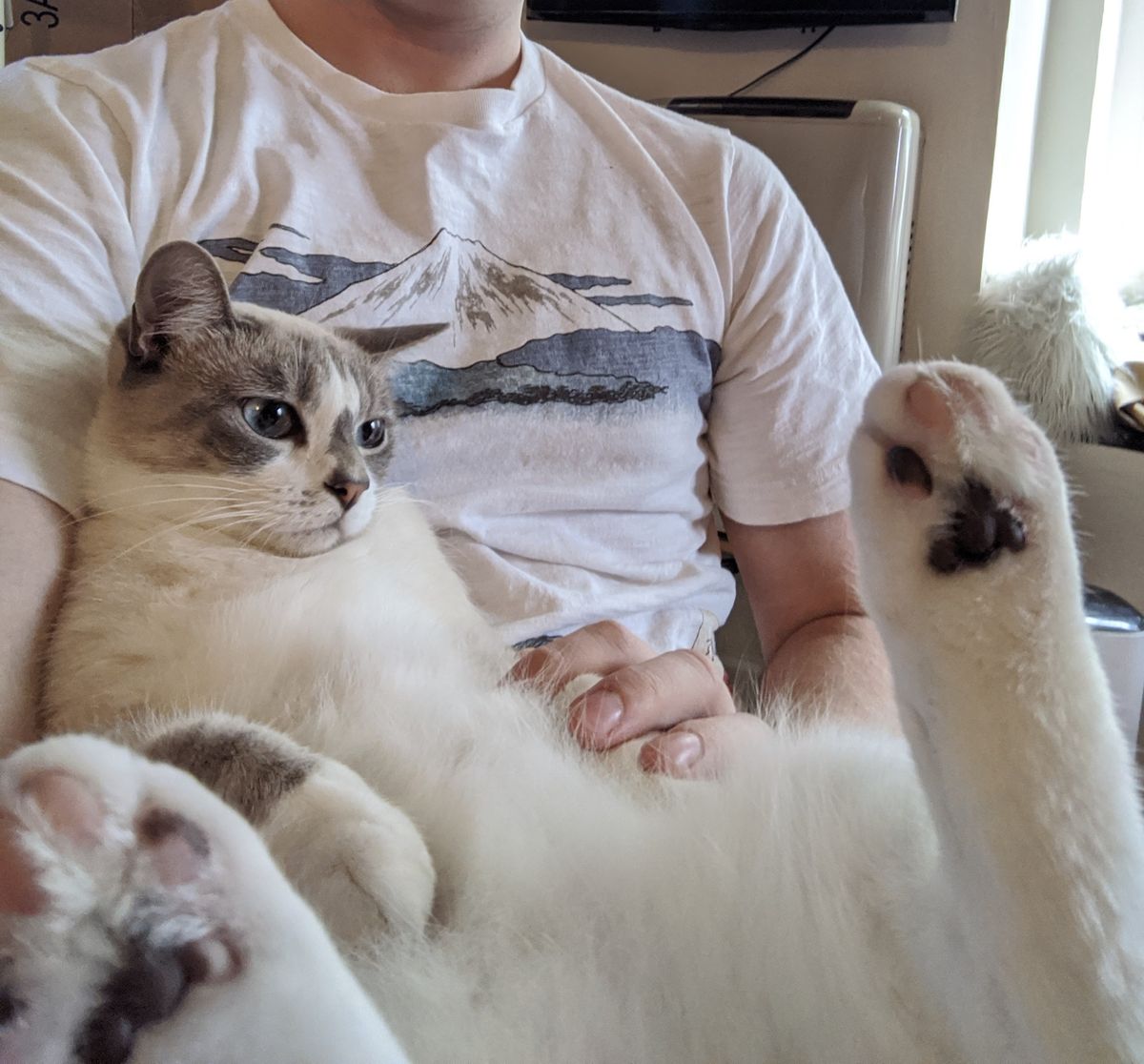 Vintage cat food locations in Fortnite PC Gamer