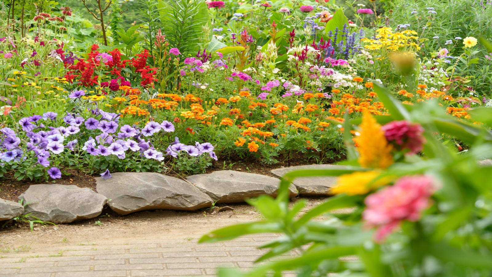 A colorful summer border and garden path