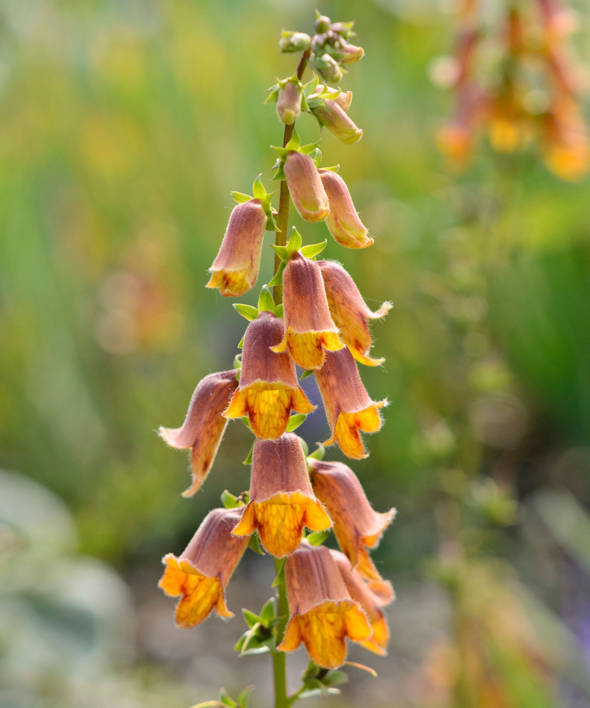 Sunset foxglove (Digitalis obscura)