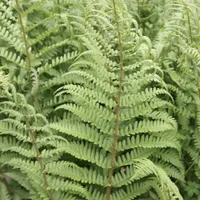 Dryopteris filix-mas 2 litre pot | Was £17.99, now £13.49 at Crocus