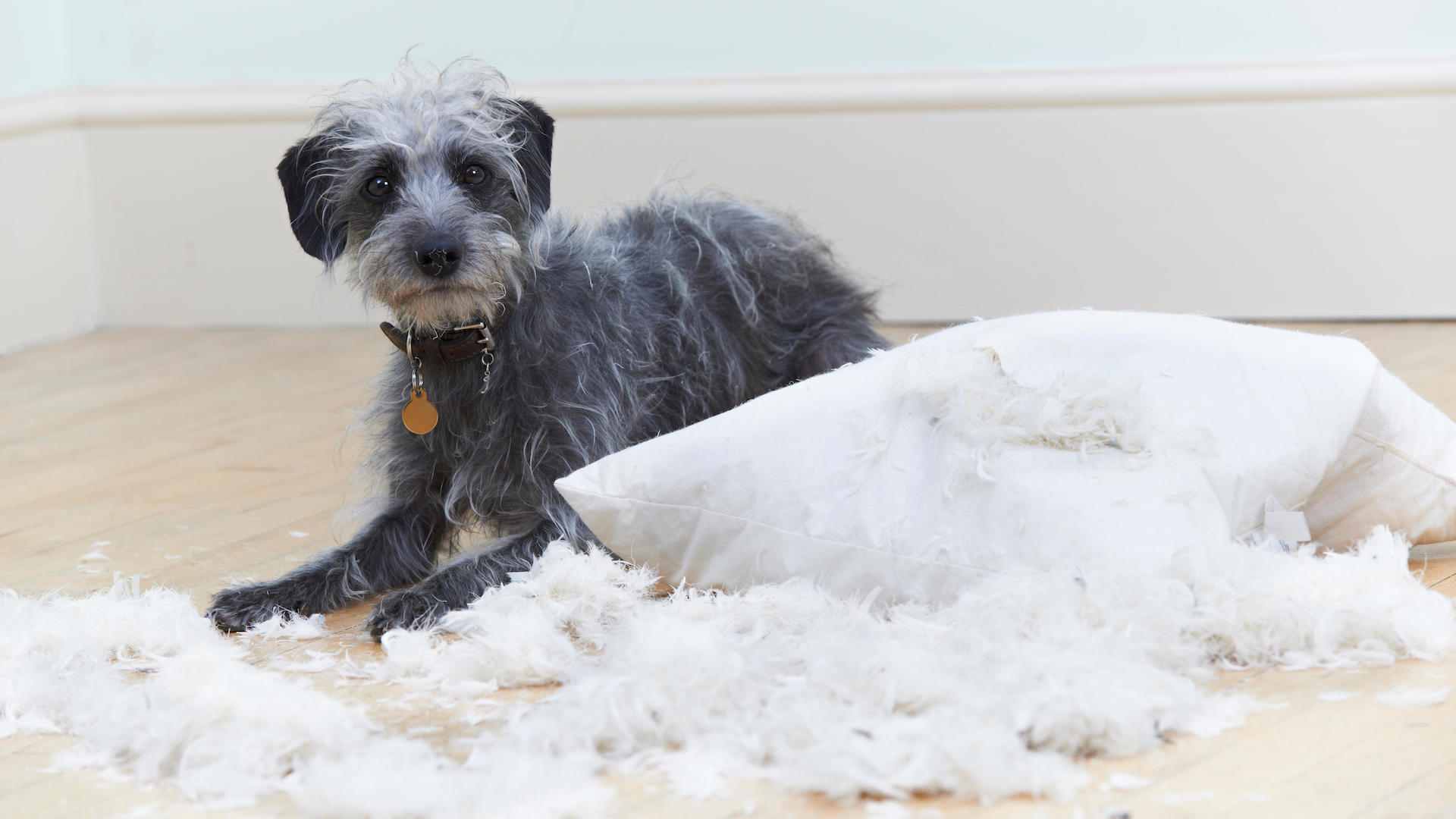 Lurcher dog ripping up pillow with feathers