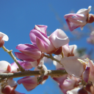 Desert Ironwood Olneya tesota 20 Seeds USA Company