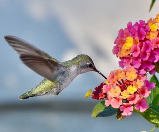 hummingbird and lantana flowers