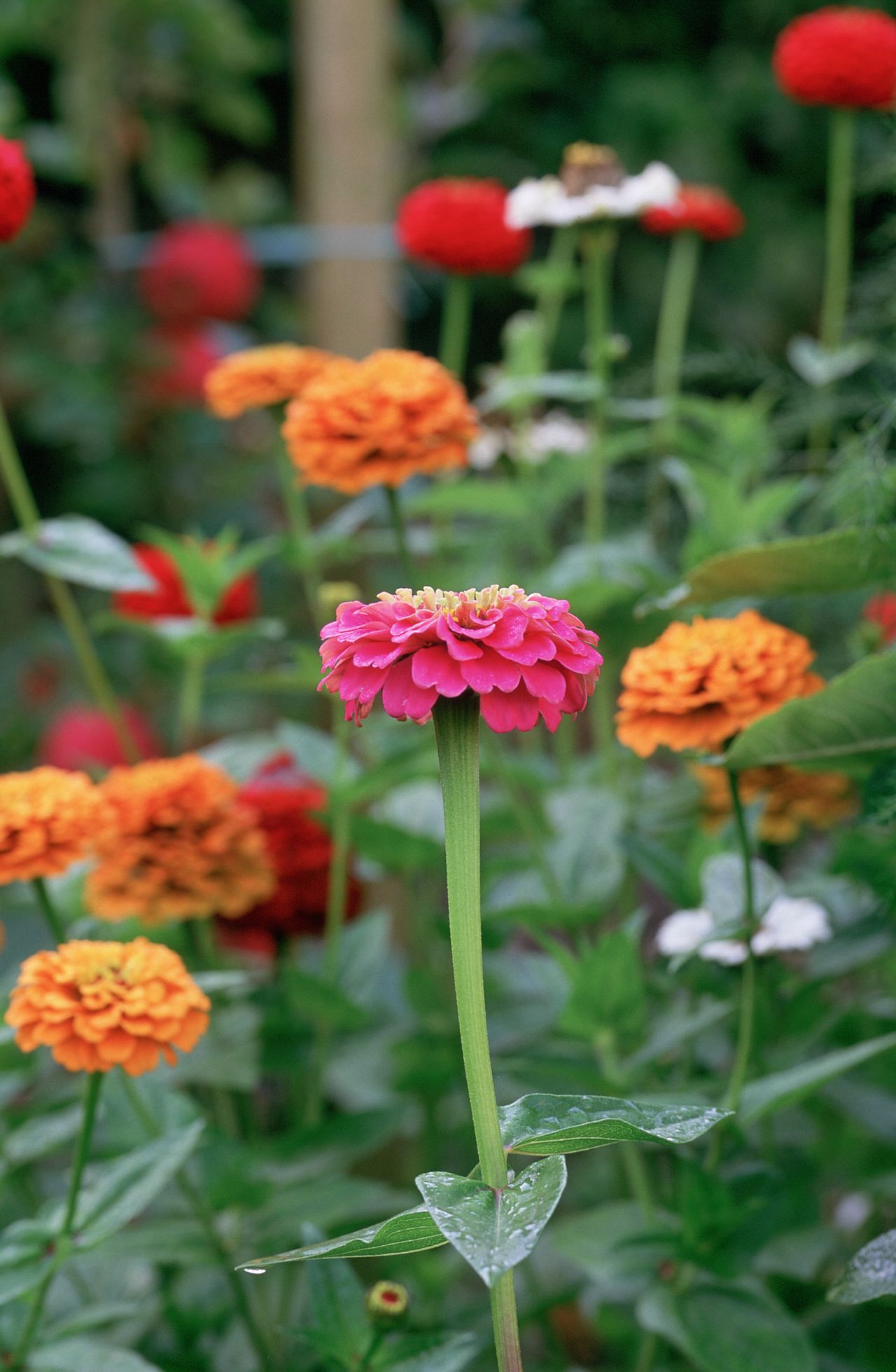 How to grow zinnias tips on planting, growing and caring for these