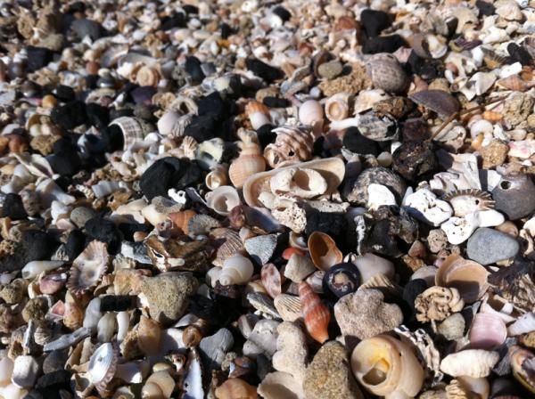Treasures of the beach
