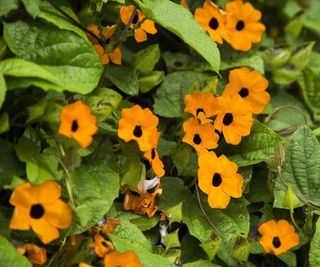 Black eyed susan vine flowers