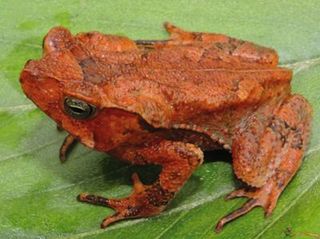 Female Rhinella Yunga