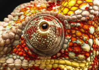animal eyes, chameleon