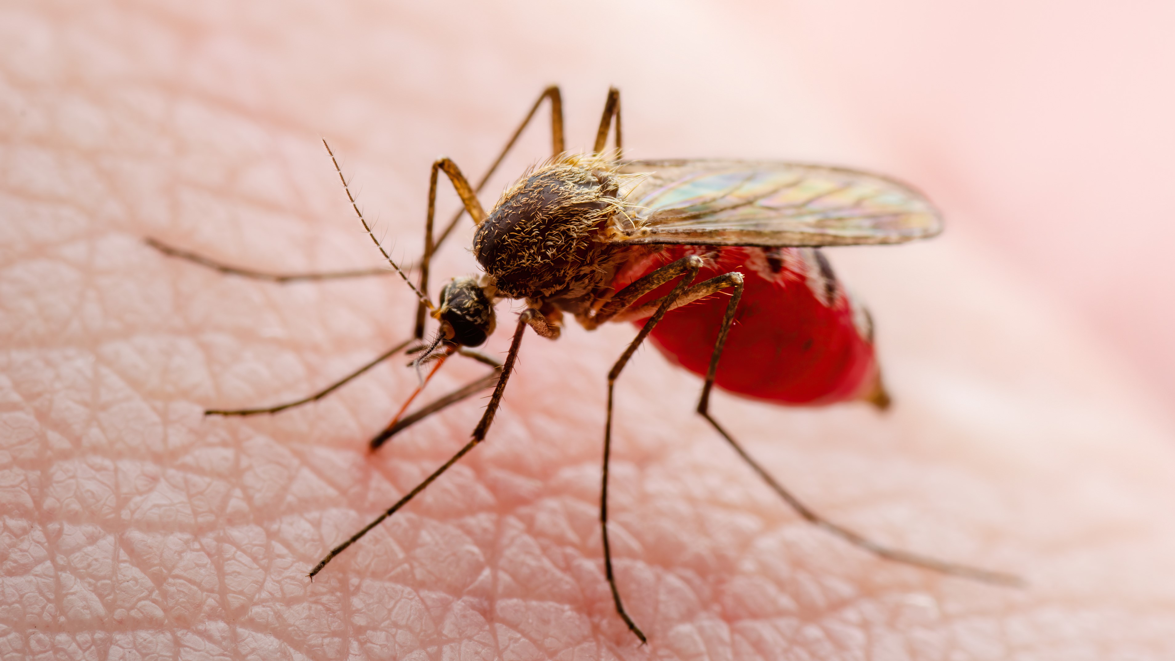 close up of a mosquito biting human skin