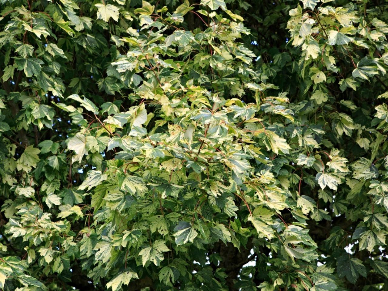 Tree Ivy Plant