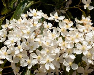white flowers of Armand clematis (Clematis armandii)