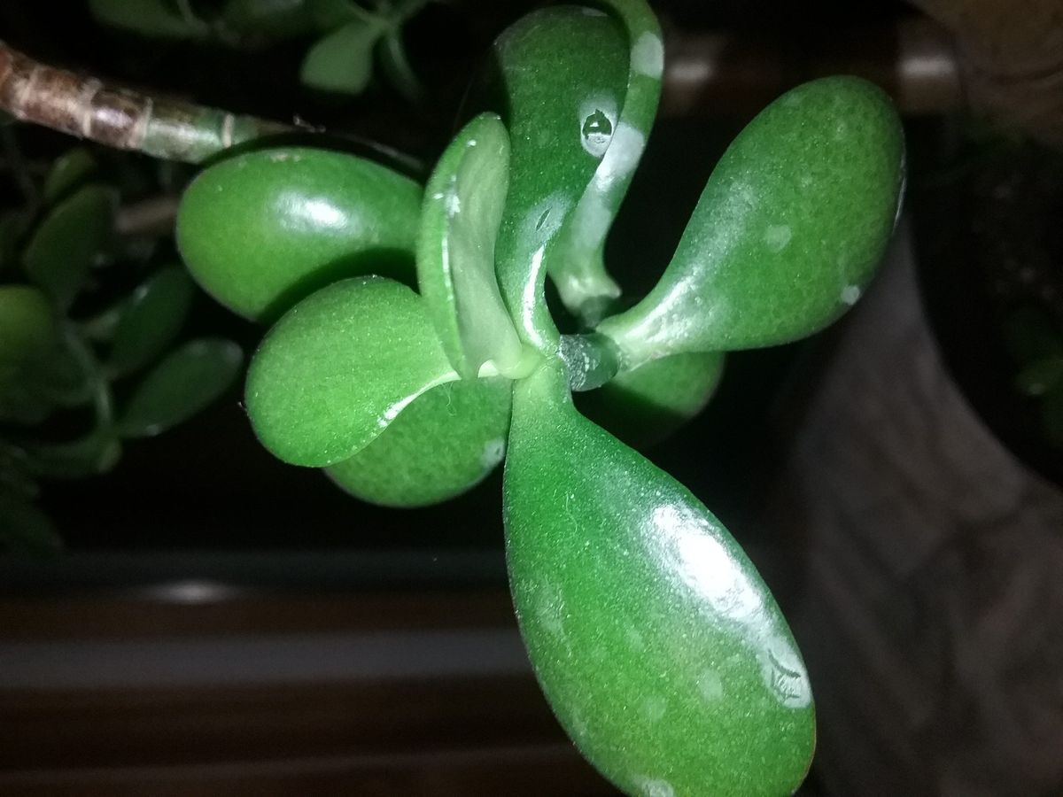 elefantenfuß dehner Elefantenfuß - Beaucarnea recurvata