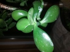 White Spots On Jade Plants