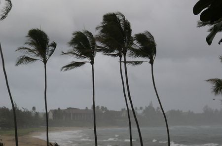 Palm trees being blown by a tropical rain storm.