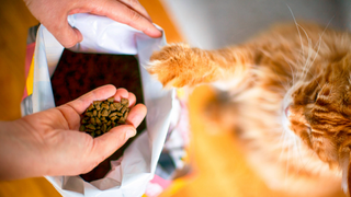 Hand holding open a bag of the best dry cat food, with the other hand holding a portion. A cat pawing open the bag