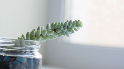 propagate Burro&#039;s Tail Sedum morganianum succulent plant sprout isolated on white background near window