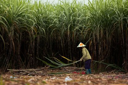 Harvesting sugarcane in Thạch Th&agrave;nh in Northern Vietnam