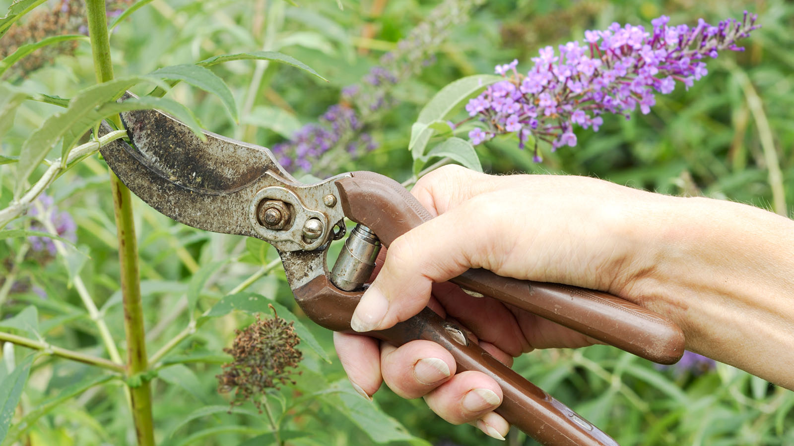 Pruning a buddleia shrub in September for propagation