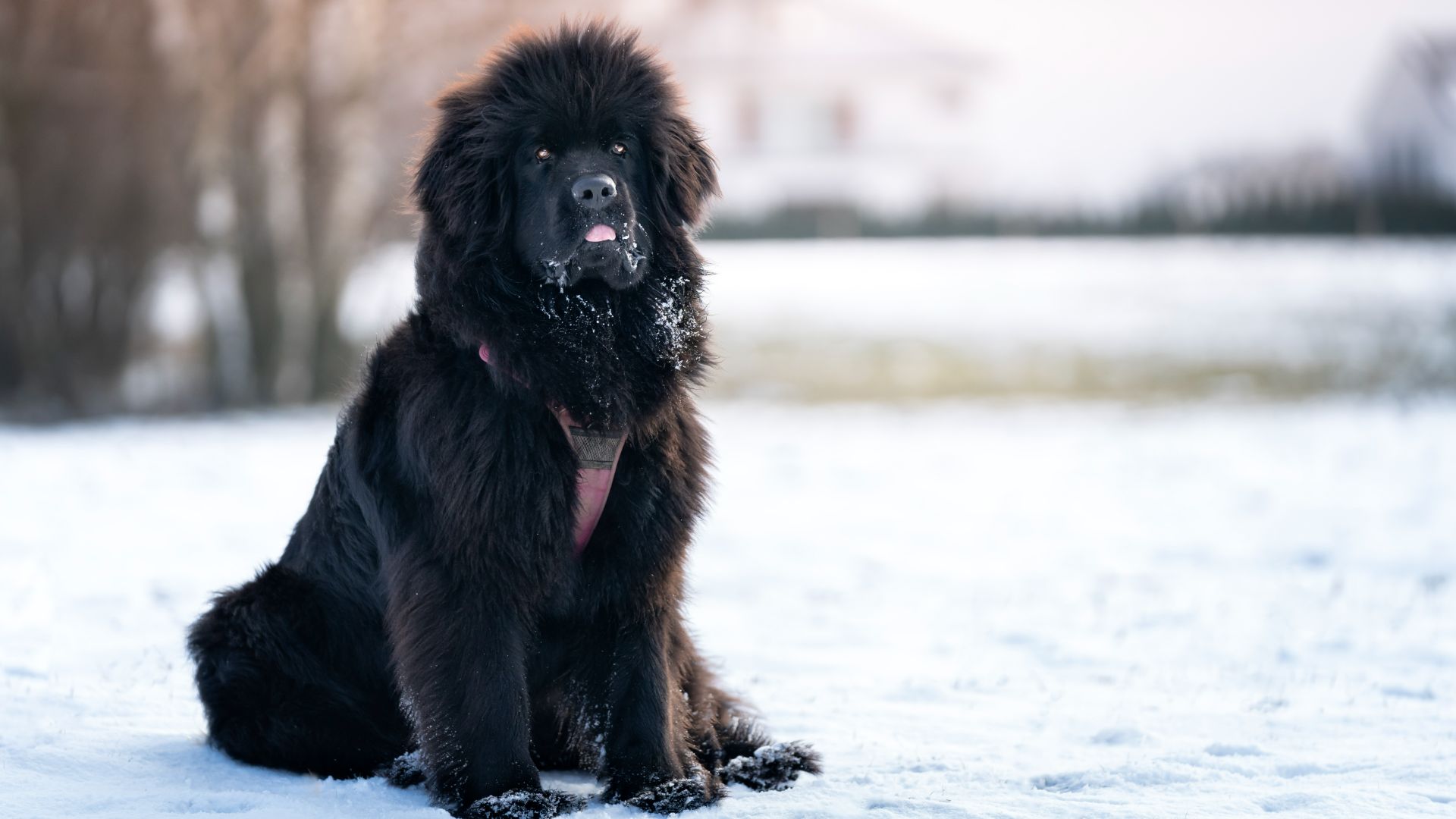 black newfoundland sat in the snow