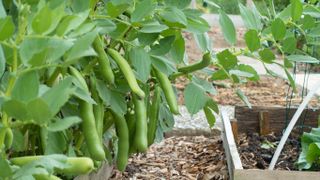Broad beans in garden