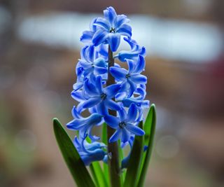 Close up of blue hyacinth flowers