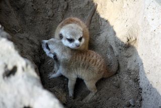 meerkats, cute baby animals