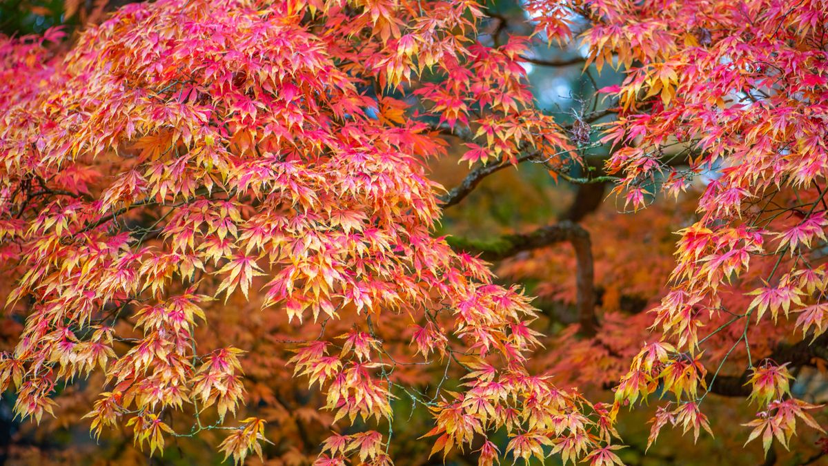 These 7 Gorgeous Small Shade Trees Create a Cooling Canopy, Vibrant Summer Color and Multi-Season Beauty