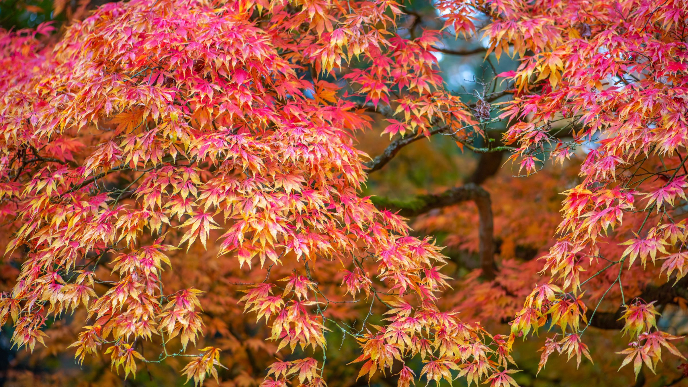 Japanese maple tree with yellow and red foliage
