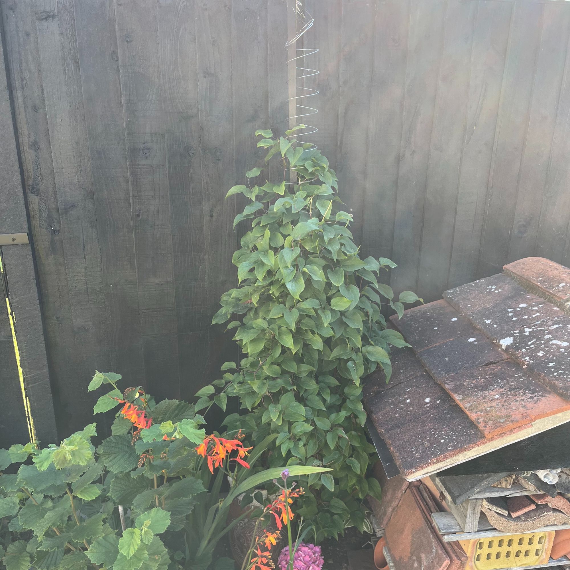 Clematis foliage growing on Slinky plant support in garden border