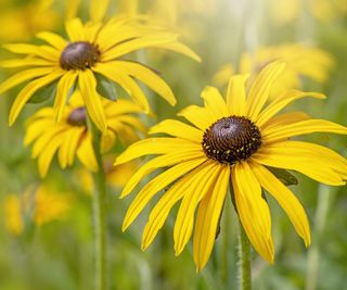 Yellow rudbeckia blooms