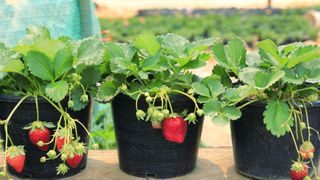 Three pots of strawberry plants on table