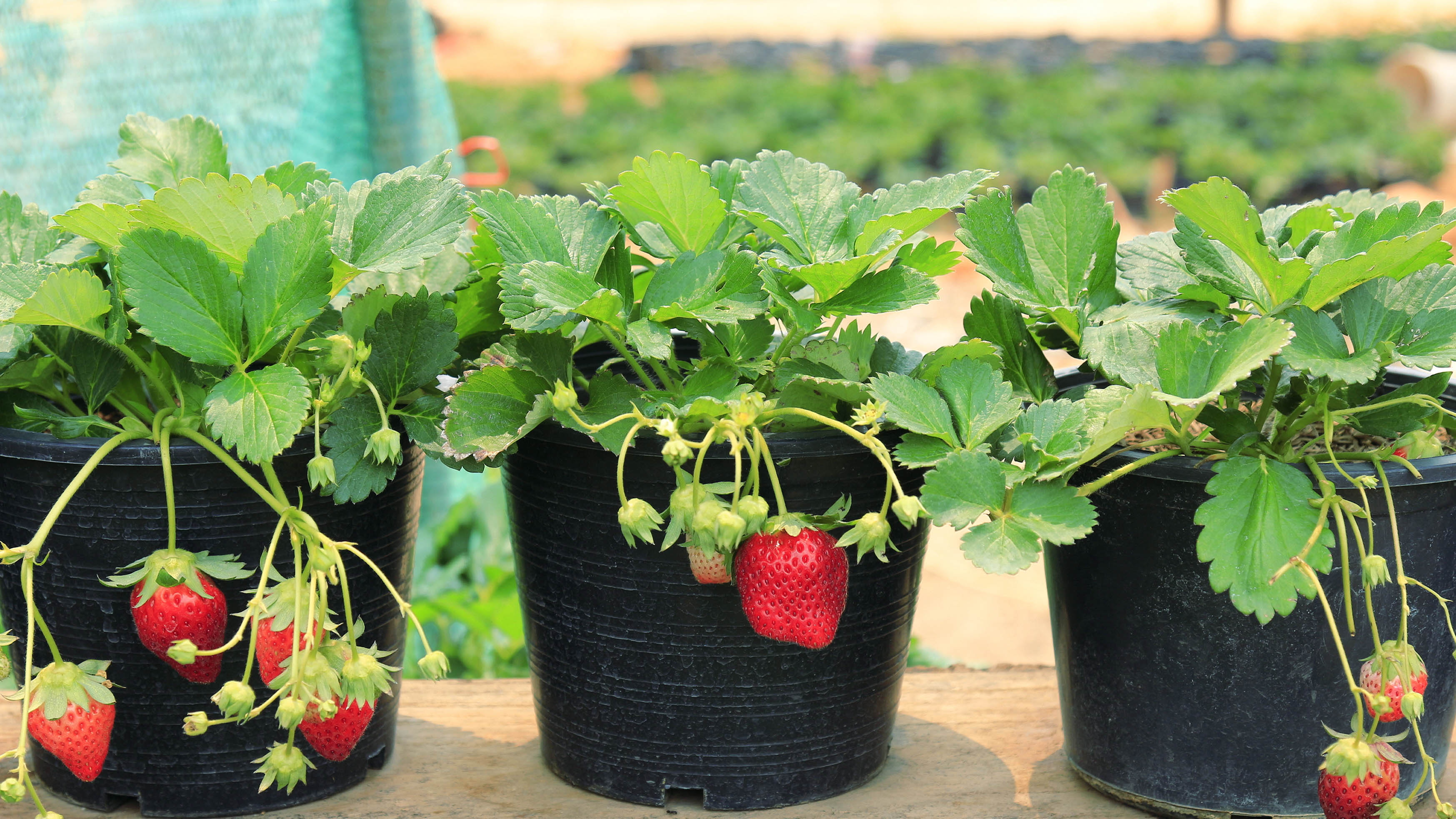 Three pots with strawberry plants on the table